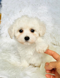 Snow Female Toy Maltipoo