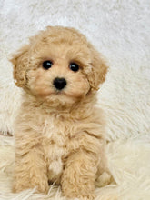 Load image into Gallery viewer, Nova Female Toy/Mini Maltipoo