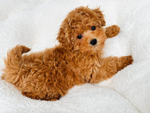 Load image into Gallery viewer, Emma Female Toy Poodle