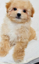 Load image into Gallery viewer, Peanut Male Toy Maltipoo