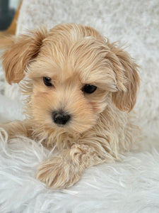 Niseko Female Toy Maltipoo