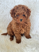 Load image into Gallery viewer, Yumi Female Teacup Poodle