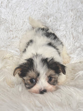 Load image into Gallery viewer, Keke Female Toy Morkie