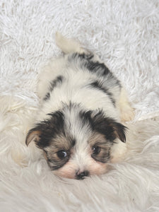 Keke Female Toy Morkie