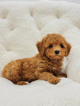 Load image into Gallery viewer, Neo Male Toy/Mini Poodle