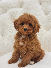 Charger l&#39;image dans la galerie, Bailee Female Toy/Mini Poodle