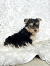 Load image into Gallery viewer, Scooter Male Toy Morkie