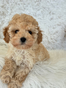 Layla Female Toy Poodle (Discounted)