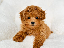 Load image into Gallery viewer, Emma Female Toy Poodle