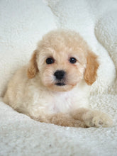 Load image into Gallery viewer, Gracie Female Toy/Mini Poodle