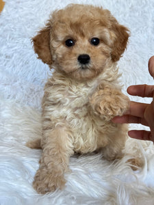 Moira Female Toy/Mini Poodle
