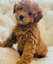 Cargar imagen en el visor de la galería, Dasher Male Mini Poodle