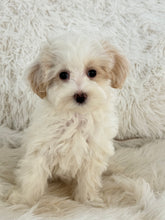 Load image into Gallery viewer, Lisa Female Toy Maltipoo