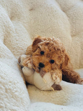 Charger l'image dans la galerie, Carol Female Toy/Mini Poodle (reserved)