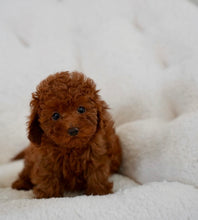Cargar imagen en el visor de la galería, Prince Male Toy Poodle
