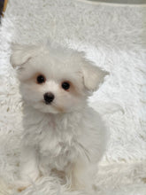 Load image into Gallery viewer, Snowball Male Tiny Toy Maltese