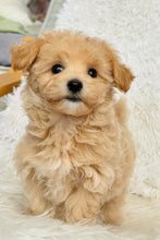 Load image into Gallery viewer, Freddie Male Toy Maltipoo