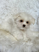 Load image into Gallery viewer, Fiona Female Tiny Toy Maltese