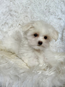 Fiona Female Tiny Toy Maltese
