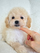 Load image into Gallery viewer, Gracie Female Toy/Mini Poodle