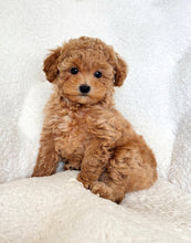 Charger l'image dans la galerie, Natalie Female Mini Poodle