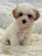 Load image into Gallery viewer, Summer Female Tiny Toy Maltipoo