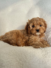 Load image into Gallery viewer, Wellesley Male Mini Cockapoo