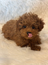 Load image into Gallery viewer, Nana Female Toy/Mini Poodle