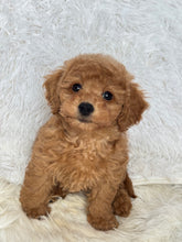 Cargar imagen en el visor de la galería, Ani Female Toy/Mini Poodle