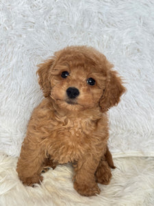 Ani Female Toy/Mini Poodle