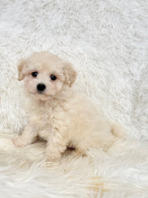 Load image into Gallery viewer, Bentley Male Toy Maltipoo