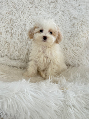 Lisa Female Toy Maltipoo