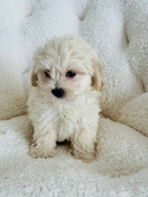 Load image into Gallery viewer, Casper Male Toy Maltipoo
