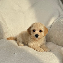 Load image into Gallery viewer, Charles Male Toy Maltipoo
