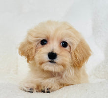 Load image into Gallery viewer, Daphne Female Toy Maltipoo