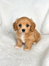 Charger l'image dans la galerie, Mojo Male Toy Maltipoo