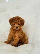 Load image into Gallery viewer, Bruce Male Toy/Mini Poodle