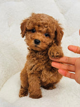 Load image into Gallery viewer, Chestnut Female Toy/Mini Poodle