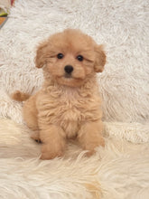 Load image into Gallery viewer, Maria Female Toy/Mini Maltipoo