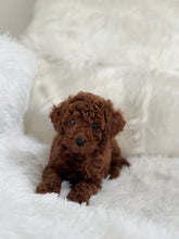 Load image into Gallery viewer, Takashi Male Toy Poodle