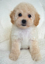 Load image into Gallery viewer, Gracie Female Toy/Mini Poodle