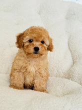 Load image into Gallery viewer, Yoho Female Toy/Mini Poodle