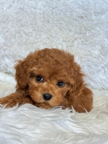 Dallas Female Mini Poodle