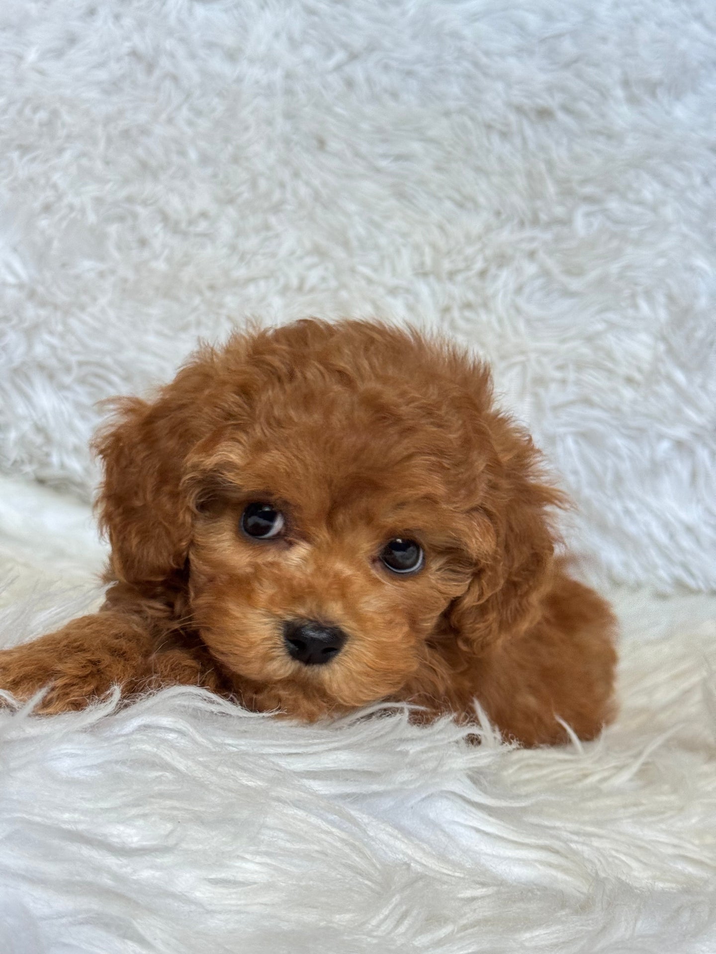 Dallas Female Mini Poodle