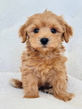 Load image into Gallery viewer, Shingo Male Toy Maltipoo