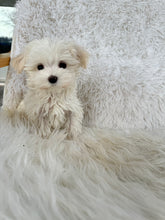 Load image into Gallery viewer, Keiko Female Toy Maltese