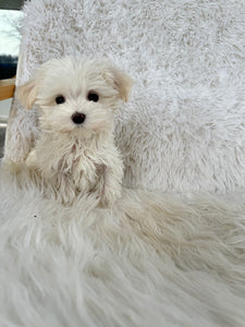 Keiko Female Toy Maltese