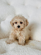 Load image into Gallery viewer, Biscuit Male Toy Maltipoo
