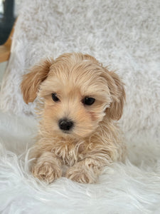 Niseko Female Toy Maltipoo