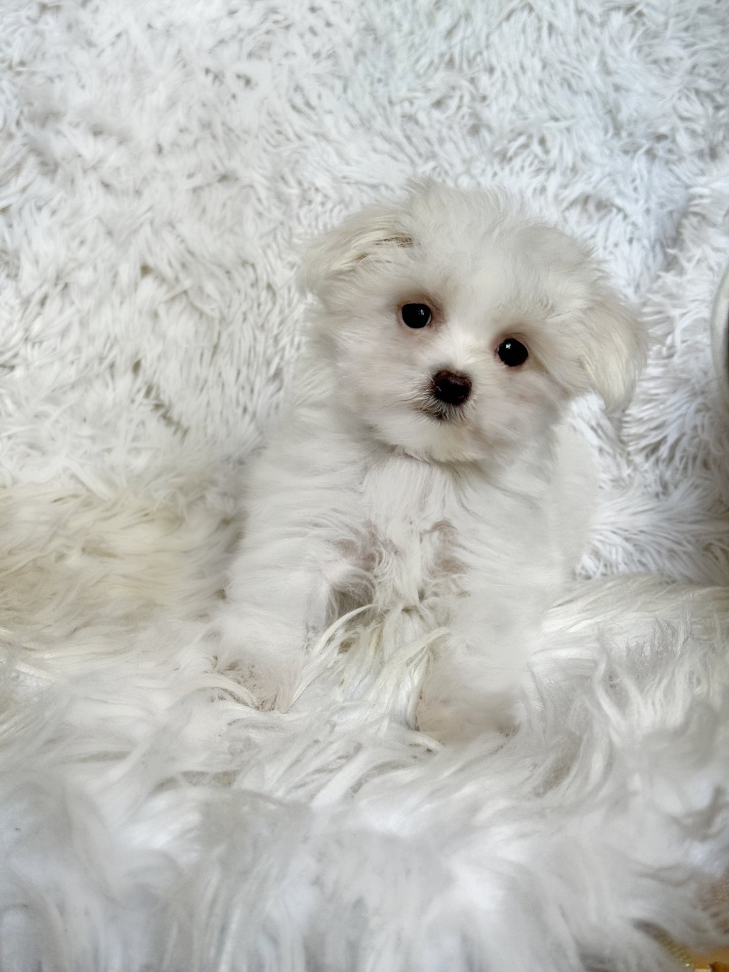 Fiona Female Tiny Toy Maltese